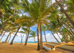 Łódka na hawajskiej plaży pod palmami