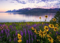 Łubin i żółte kwiaty nad jeziorem