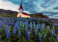 Łubin na łące obok kościoła w islandzkiej miejscowości Vik i Myrdal