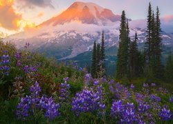 Stratowulkan Mount Rainier, Góry, Park Narodowy Mount Rainier, Drzewa, Łąka, Łubin, Kwiaty, Chmury, Stan Waszyngton, Stany Zjednoczone
