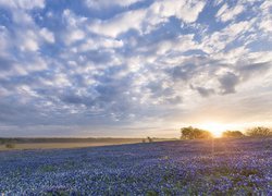 Łubin niebieskolistny na polach w Ennis w Teksasie