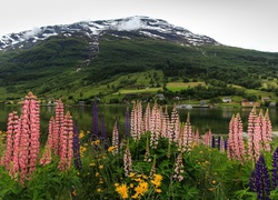 Norwegia, Miasteczko Olden, Łubin, Góry