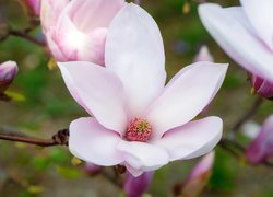 Magnolia, Biało-różowy, Kwiat, Pąki