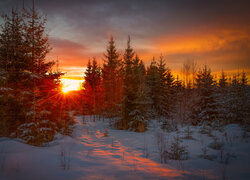 Malowniczy zachód słońca nad lasem zimą