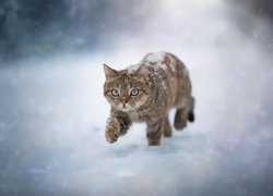 Mały kotek stąpający po śniegu