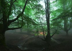 Hiszpania, Kraj Basków, Park Narodowy Gorbea, Las, Drzewa, Mgła
