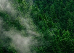Mgła unosząca się nad zielonym lasem