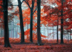 Las, Drzewa, Czerwone, Liście, Mgła