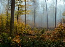 Las, Drzewa, Rośliny, Mgła, Jesień