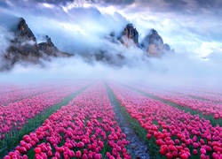 Mglisty świt nad polem tulipanów