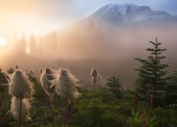 Miądrzygi na łące i stratowulkan Mount Rainier we mgle