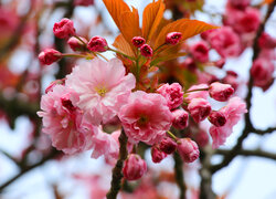 Młode listki i kwiaty wiśni japońskiej