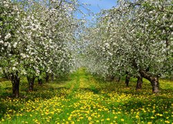 Mniszek lekarski pod kwitnącymi drzewami owocowymi