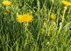 Mniszek pospolity w wiosennej trawie