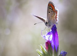 Motyl, Modraszek ikar, Kwiat