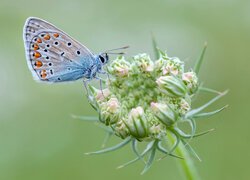 Owad, Motyl, Modraszek ikar, Roślina, Zbliżenie