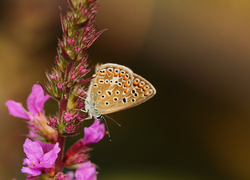 Motyl, Modraszek agestis, Owad, Kwiat