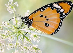 Motyl, Monarcha złocisty, Makro, Roślina, Dzika marchew, Rozmycie