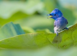 Niebieski, Ptak, Monarszyk hiacyntowy