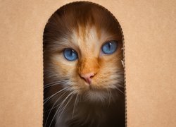Mordka biało-rudego kota w otworze kartonu