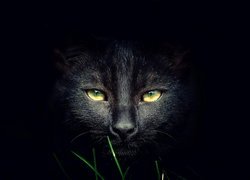 Mordka żółtookiego czarnego kota