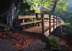 Most na kamiennych filarach pod drzewem w lesie