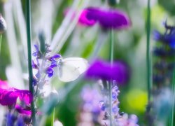 Motyl i kwiaty w rozmyciu