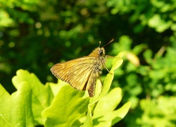 Motyl, Karłątek kniejnik
