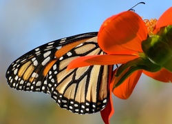 Motyl monarch na czerwonym kwiatku