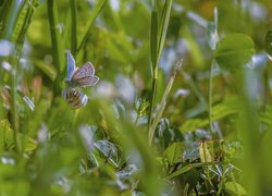 Motyl na koniczynie w trawie