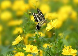 Motyl na żółtych kwiatkach