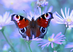 Motyl rusałka pawik wśród kwiatów