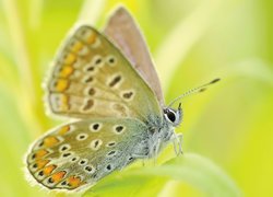 Motyl w zbliżeniu na żółtym tle