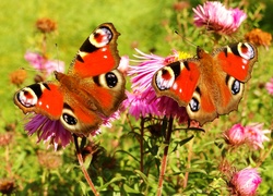 Motylki rusałka pawik na kwiatach