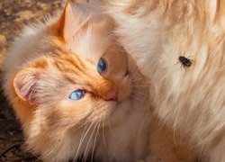 Mucha na futerku rudego niebieskookiego kota