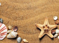 Muszelki i rozgwiazda na piasku