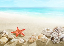 Muszelki i rozgwiazda na piaszczystej plaży
