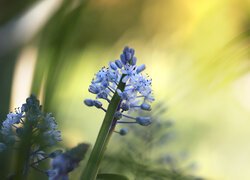 Cebulica dalmatyńska, Niebieskie, Kwiaty