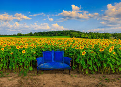 Niebieska kanapa na polu słoneczników