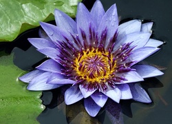 Niebieska lilia wodna i liście na wodzie