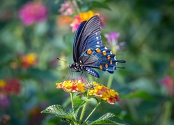 Motyl, Czarny paź królowej, Kwiaty