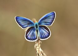 Niebieski motylek w grafice fractalius