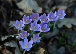 Niebieskie, Krokusy, Kwiaty