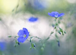 Niebieskie kwiatki lnu na rozmytym tle