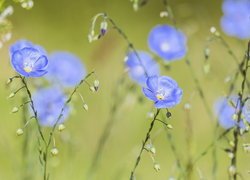 Niebieskie, Kwiaty, Len, Zbliżenie