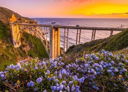 Stany Zjednoczone, Kalifornia, Morze, Most Bixby Creek Bridge, Wybrzeże, Region Big Sur, Zachód słońca, Kwiaty, Łąka