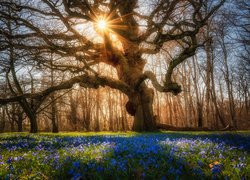 Niebieskie kwiaty pod bezlistnym drzewem w promieniach słońca