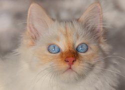 Biały, Kot, Mordka, Niebieskie, Oczy