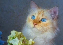 Niebieskooki kot przy kwiatach