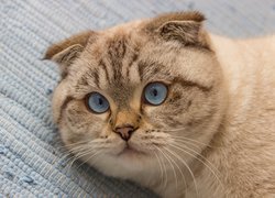 Kot szkocki zwisłouchy, Spojrzenie, Niebieskie, Oczy